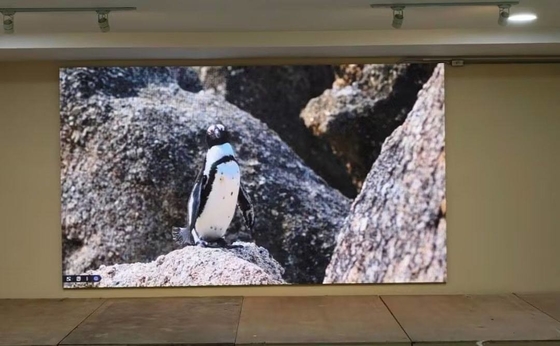 P1.667 Lease RGB LED Monitor Система NOVA Высокая частота обновления HD Без перетаскивания теней